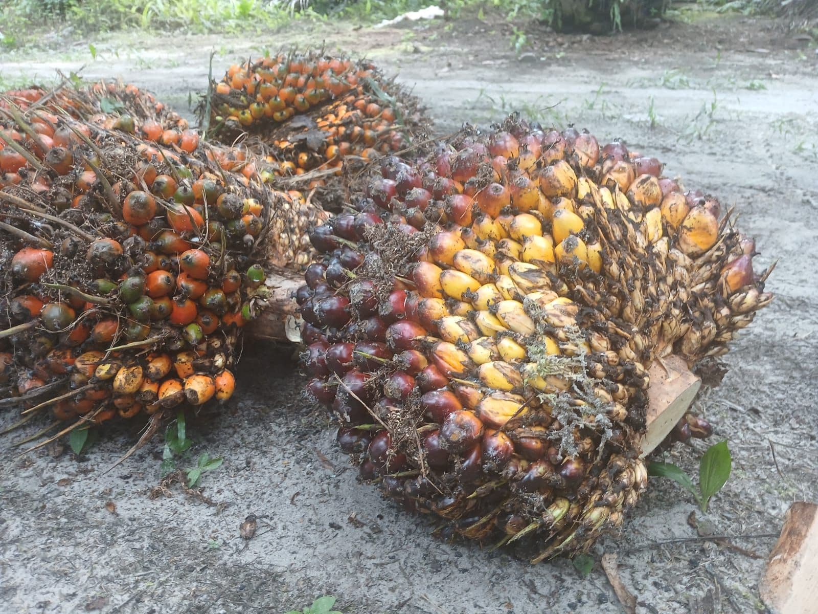 Harga TBS Sawit Swadaya Riau Jelang Lebaran Naik, Umur 9 Tahun Tembus Rp3.682,22/Kg