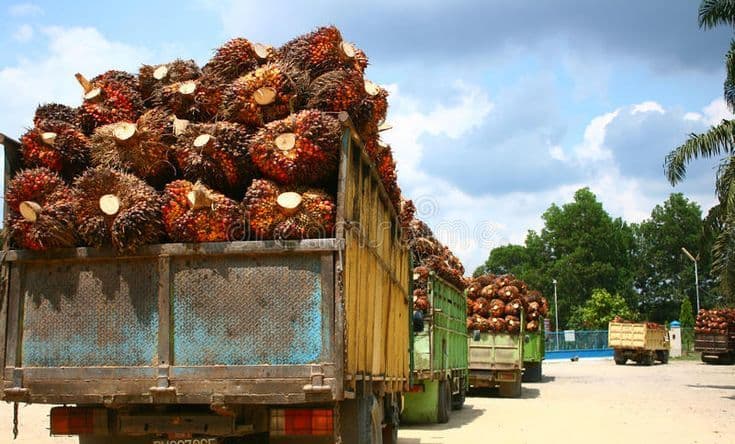Jelang Lebaran Harga TBS Kelapa Sawit Plasma Riau Juga Naik, Umur 9 Tahun Capai Rp3.723,20/Kg