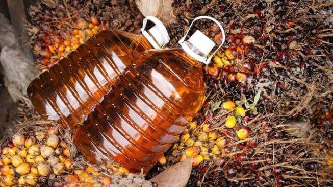 Pertengahan Maret Harga CPO Menguat, Terdorong Kenaikan Harga Minyak Mentah