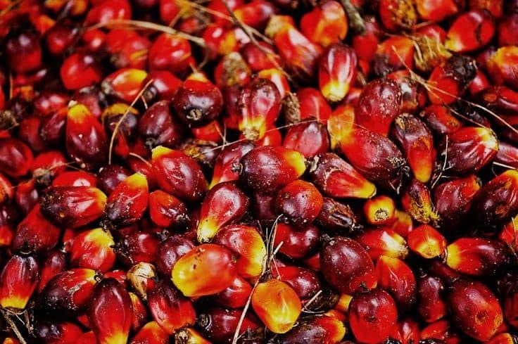 Harga TBS Kelapa Sawit Jambi Periode 13 Maret–02 April 2026