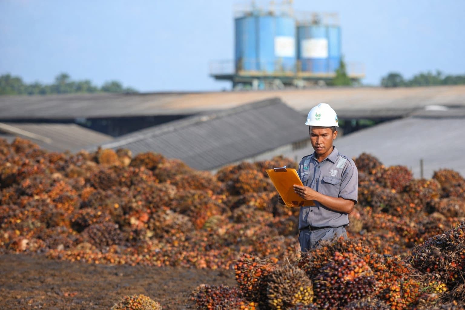Konsumsi Biodiesel Naik, Stok Sawit Nasional Turun pada 2025