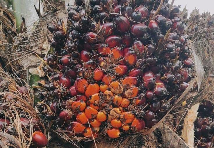 Harga TBS Sawit Plasma Riau Naik Terus, Tertinggi Usia 9 Tahun Capai Rp 3.886,50/Kg