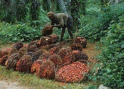 Harga TBS Sawit Kaltim Naik Tipis, Kualitas Produksi Jadi Penopang