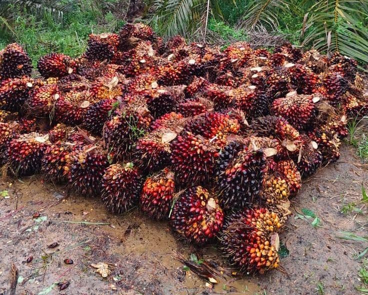 Harga TBS Swadaya Riau Awal April Hampir Sentuh Rp4.000 per Kg