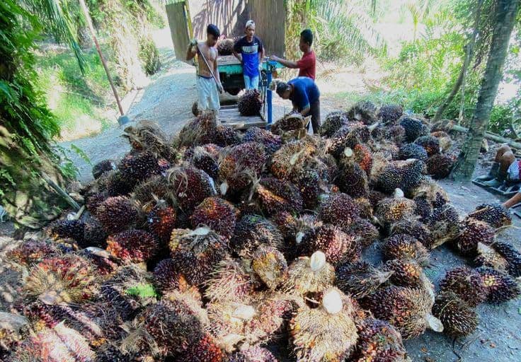 Harga TBS Plasma Riau Juga Naik Awal April