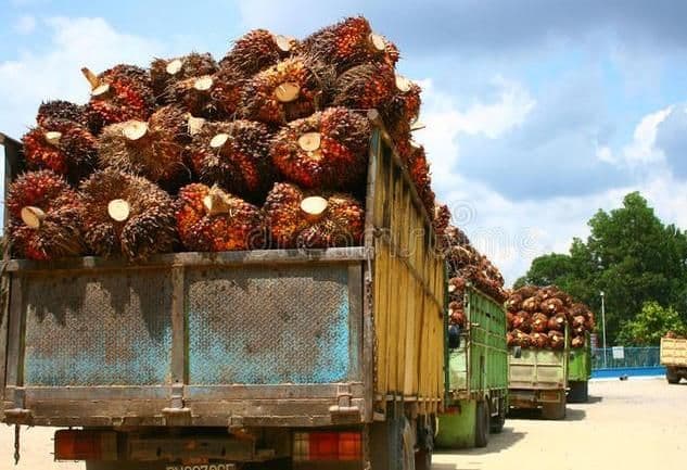 Harga TBS Sawit Kalsel Periode II Maret 2026 Naik Hingga 5 Persen Lebih