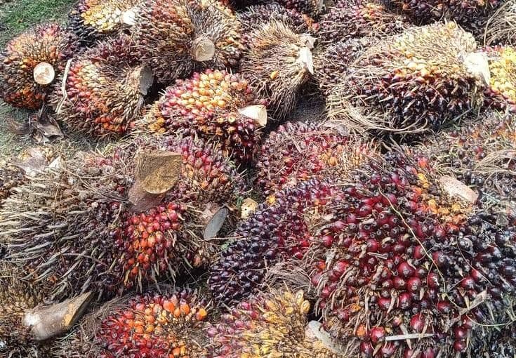 Harga TBS Jambi Periode 3–9 April 2026 Naik, Tembus Rp3.902/Kg untuk Umur 10–20 Tahun