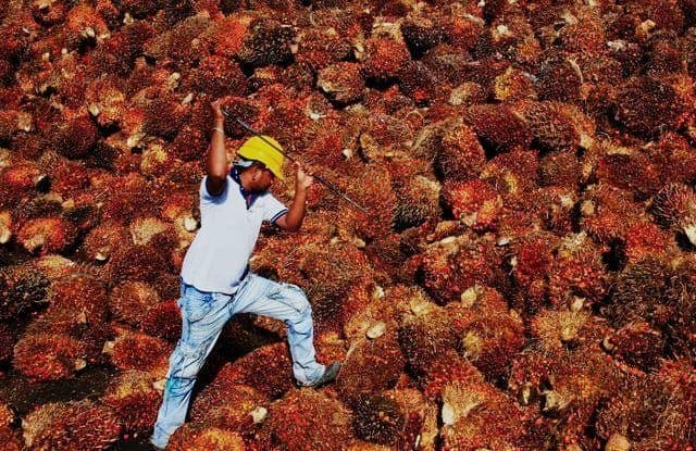 Harga TBS Kelapa Sawit Sumatera Selatan Periode II Maret 2026