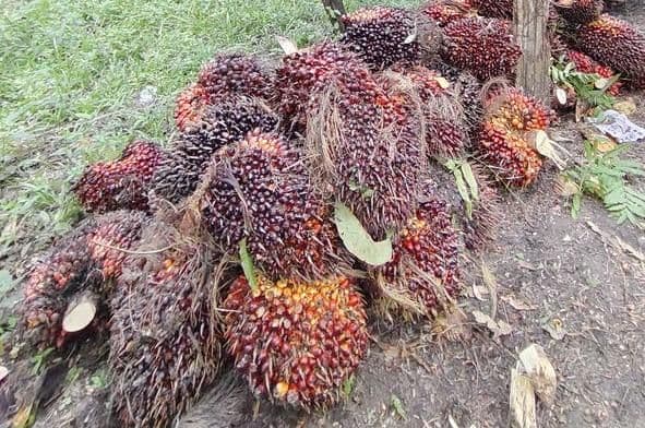 Harga TBS Sawit 22 Provinsi Awal April 2026