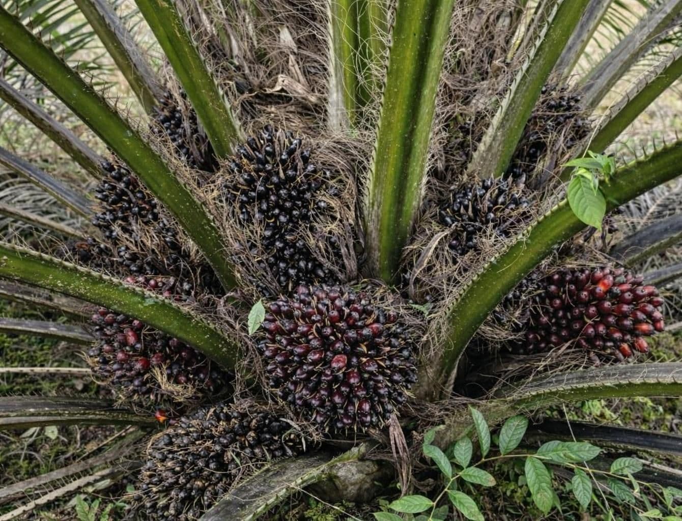 Boron, Unsur Kecil yang Menentukan Besar Kecilnya Panen Sawit