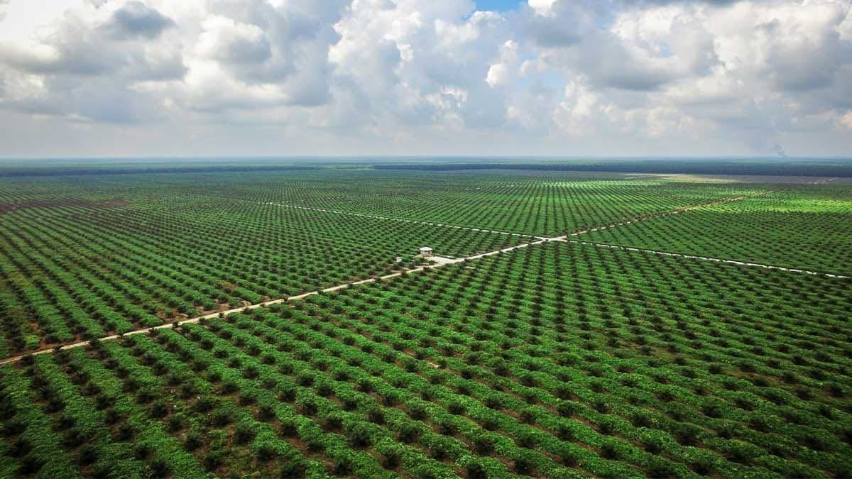 GAPKI: Papua Butuh Keseimbangan Ekonomi, Ekologi, dan Sosial