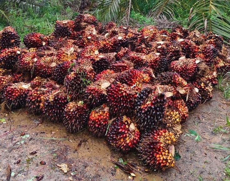 Harga TBS Plasma Riau Kembali Naik, Tertinggi Tembus Rp4.075/Kg
