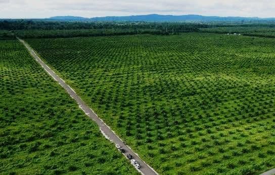 GASP: Kebijakan Sawit Uni Eropa Belum Sentuh Akar Deforestasi