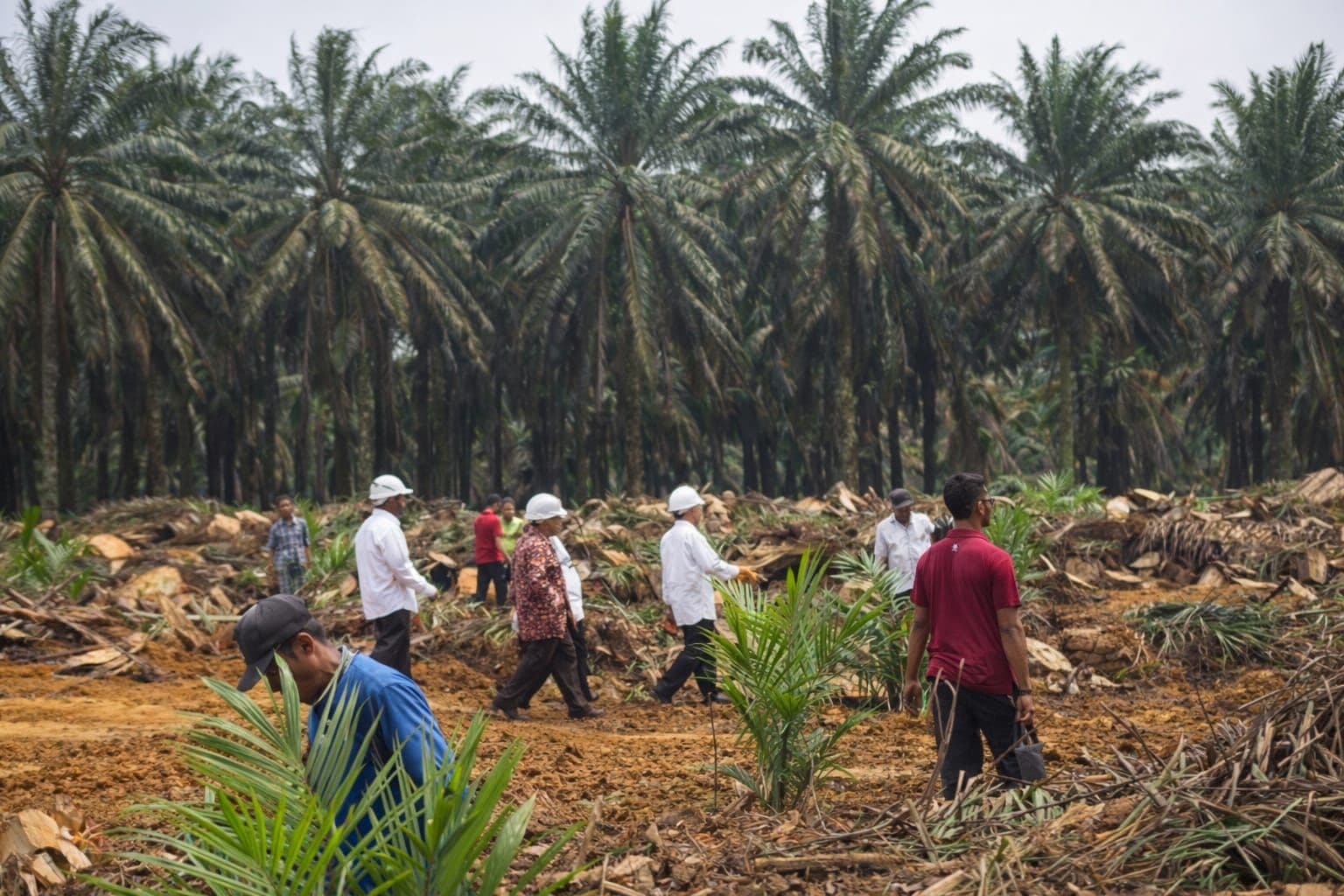 DJPb Sulbar Dorong Peremajaan Sawit Rakyat di Tengah Penurunan Produksi