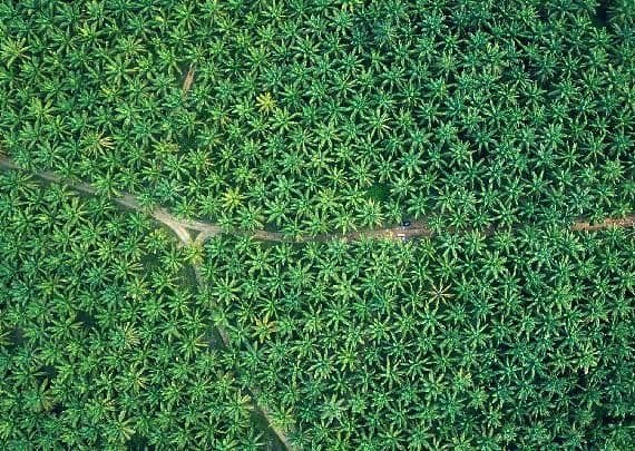 Guru Besar IPB: Bukan Musuh, Sawit Hanyalah Kambing Hitam Isu Lingkungan
