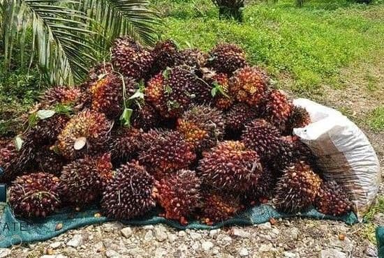 Pekan Ini Harga TBS Plasma Riau Tembus Rp4.116/Kg untuk Umur 9 Tahun