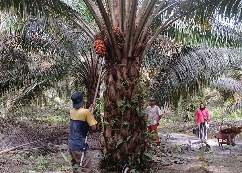 Harga TBS Sawit Kaltim Periode 1–15 April 2026