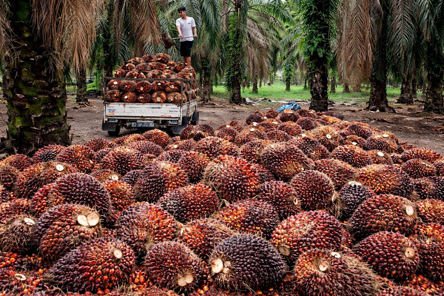 Harga TBS Sawit Pekan Ini: Sumatera Barat Tertinggi, Banten Terendah
