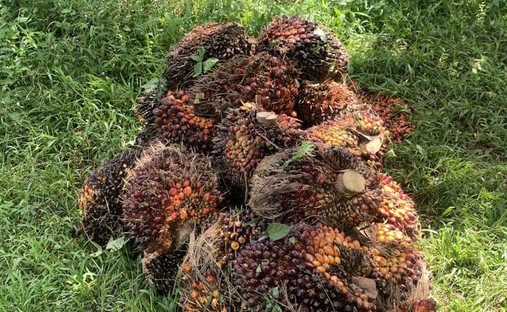 Kutim Dorong Hilirisasi Sawit, Bidik Energi dan Industri di KEK Maloy