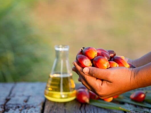 Sawit RI Kuasai Dunia, Tapi Petani Kecil Masih Tertinggal