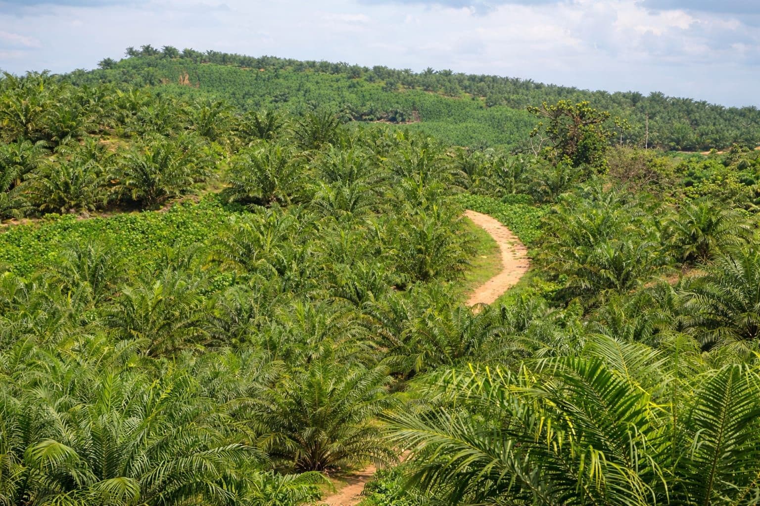 CSR Perusahaan Sawit Belum Maksimal Dorong Pembangunan Desa, Perlu Evaluasi Menyeluruh