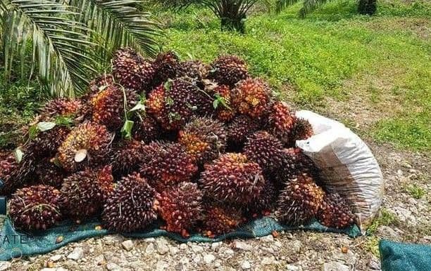 Harga TBS 22 Provinsi Periode 20–26 April 2026