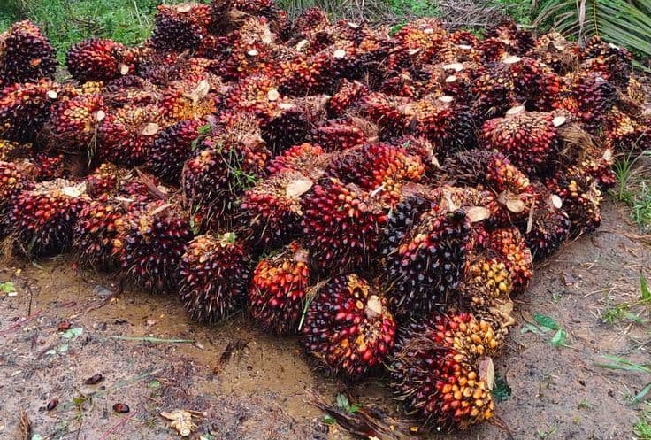 Daftar Harga TBS Sawit 22 Provinsi Penghasil Sawit Periode Pekan Awal Mei 2026