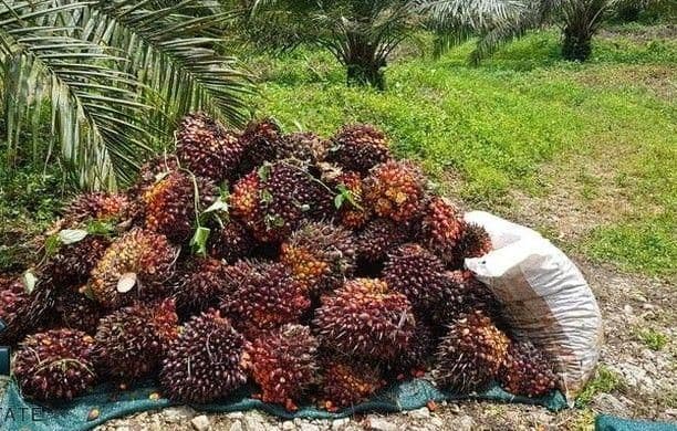 Harga TBS Sawit Kaltim Naik pada Periode II April 2026