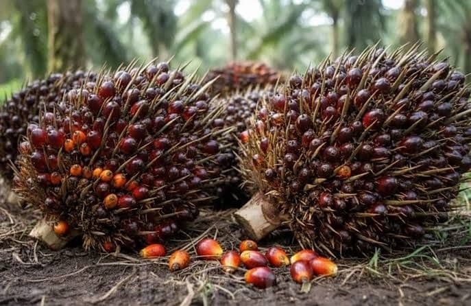 Harga Sawit Mitra Swadaya Riau Naik Tipis, Ditopang Lonjakan Kernel di Pekan Kedua Mei 2026