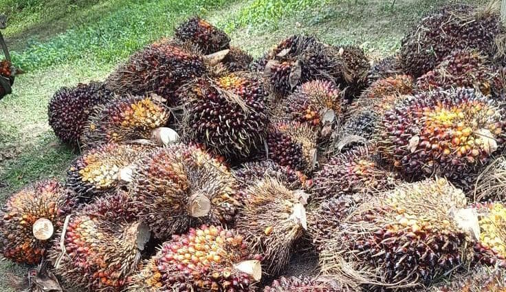 Harga TBS Sawit Sumut Naik, Tembus Rp3.950 per Kg untuk Usia 21 Tahun