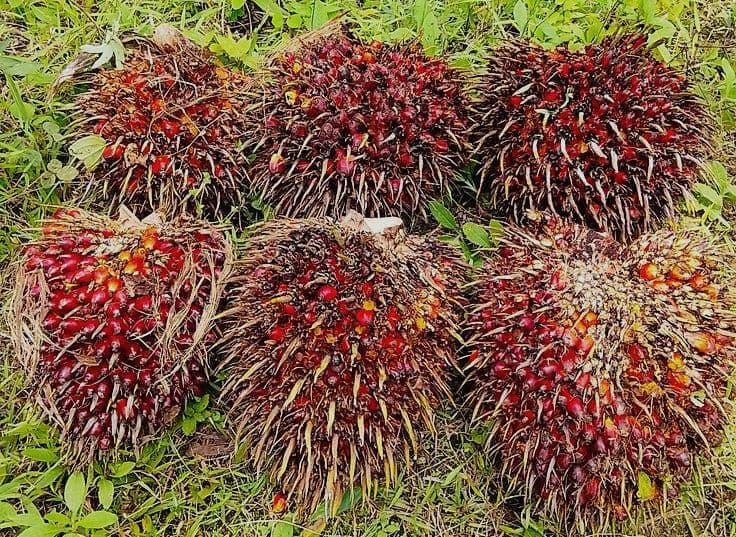 TBS Sawit Jambi Tembus Rp3.894,98/Kg, Ini Daftar Lengkap Harganya