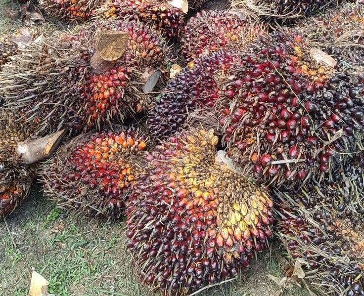 Harga TBS Kelapa Sawit Kalimantan Utara Periode I Mei 2026