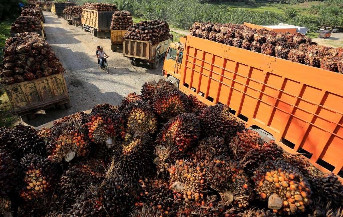Harga TBS Kelapa Sawit Sulawesi Barat Mei 2026, Usia Produktif Dibanderol Rp3.493,58/kg