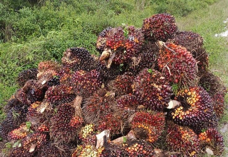 Harga TBS Sawit Kalsel Periode I Mei 2026 Bergerak Variatif, Usia 7–9 Tahun Menguat