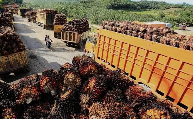 Harga TBS Sawit Sumbar Periode II Mei 2026 Tercatat Turun