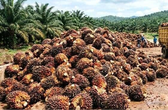 Harga TBS Jambi Periode 22–28 Mei 2026 Turun, Kelompok Umur 10–20 Tahun Terkoreksi Rp41,98/Kg
