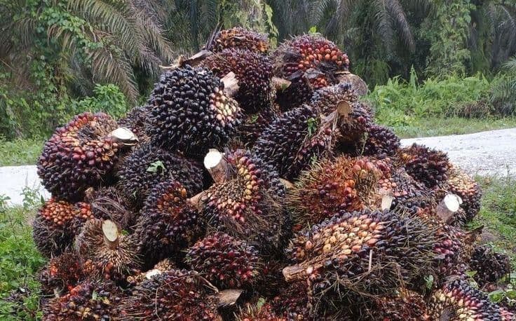 Harga TBS Sawit di Dharmasraya Anjlok Rp750 per Kilo dalam Sehari
