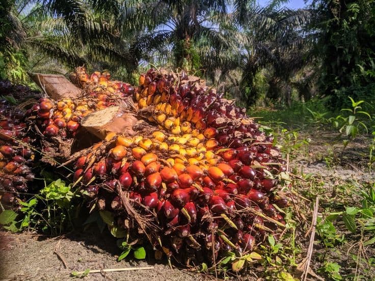 Berita Penetapan Harga TBS Kelapa Sawit Kalimantan Barat Periode III Mei 2026