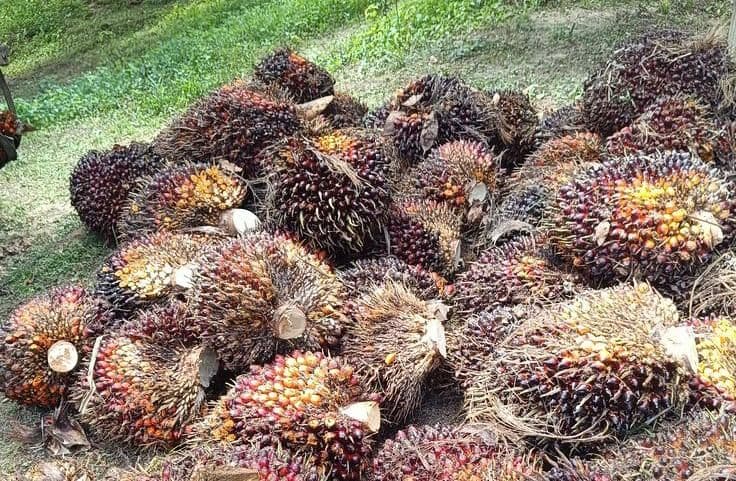 Harga TBS Sawit Mitra Swadaya Riau Periode 3–9 Juni 2026 Turun hingga Rp430-an
