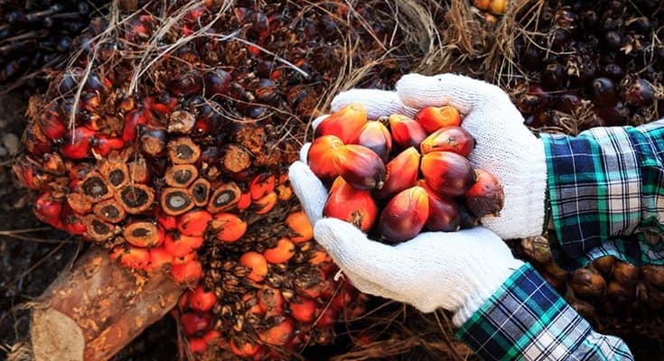 Harga TBS Sumatera Barat Periode II Juni 2026