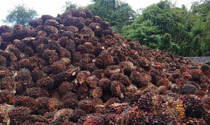 Harga TBS Kelapa Sawit Kemitraan Swadaya Riau Periode 17–23 Juni 2026 Naik, Umur 9 Tahun Tembus Rp3.696,32/Kg