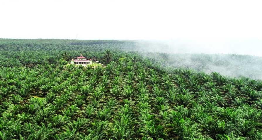 Pakar Koperasi Sebut Fragmentasi dan Ketergantungan Bank Bisa Rugikan Komunitas Sawit Rp47,76 Triliun per Tahun