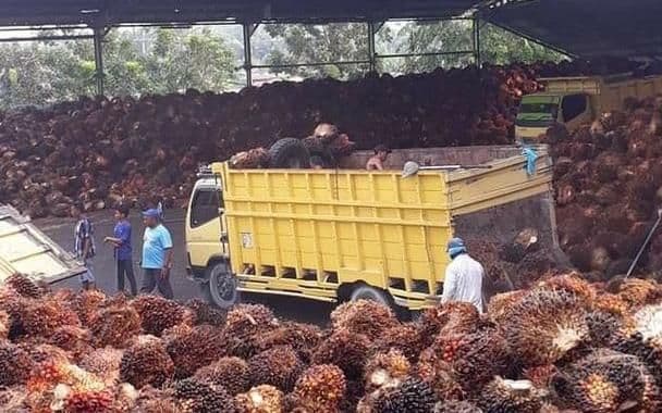 KPPU Selidiki Dugaan Kartel Harga TBS Sawit di Pesisir Selatan, Panggil DPRD Sebagai Saksi