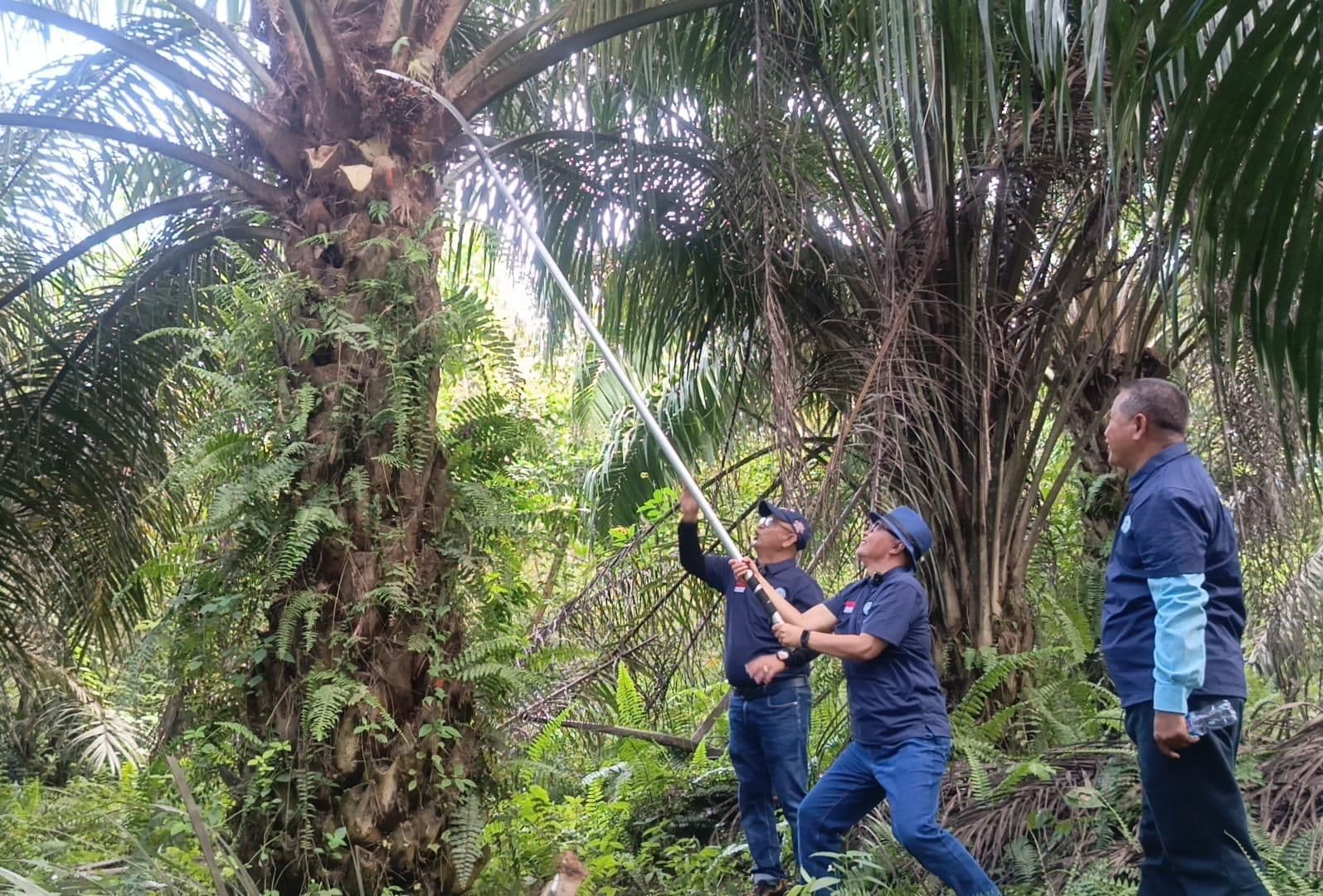Harga TBS Sawit Nasional Periode 22–28 Juni 2026