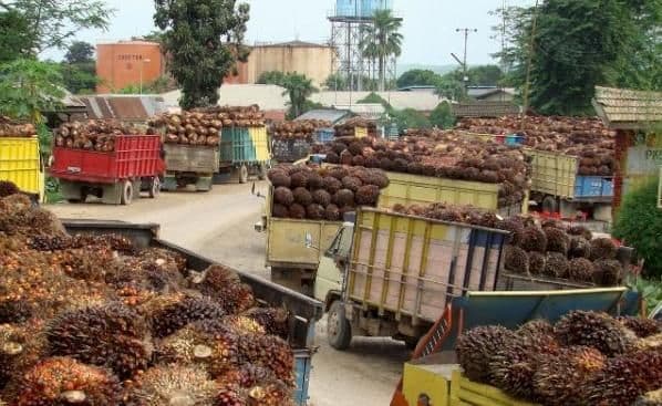 Guru Besar ULM: Ekspor CPO Satu Pintu Harus Perkuat Negara, Bukan Jadi Hambatan Baru
