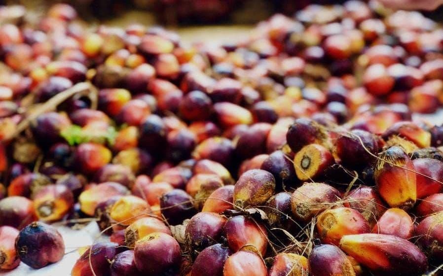 Harga TBS Kelapa Sawit Mitra Plasma Sumatera Utara Periode 1–7 Juli 2026