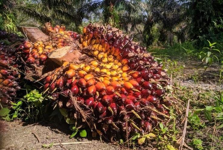 Asosiasi Petani Muda Sebut Sawit Perkuat Posisi Tawar Indonesia di Kancah Global, Tata Kelola Harus Terus Dibenahi