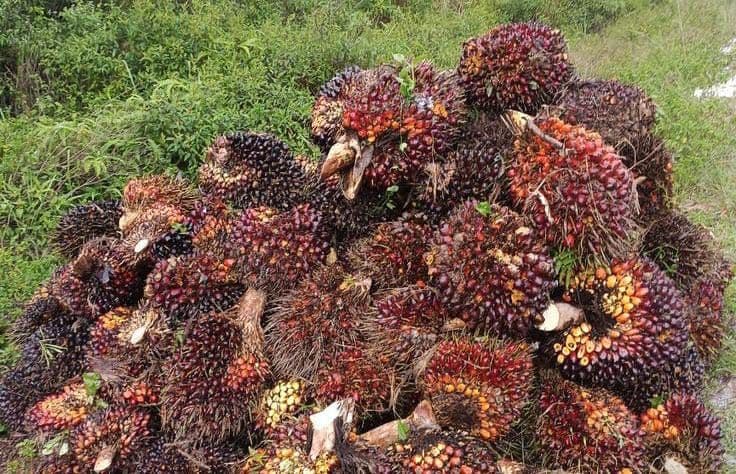 Harga TBS Sawit Kemitraan Swadaya Riau Periode Pekan Kedua Juli Naik Rp14,67/Kg