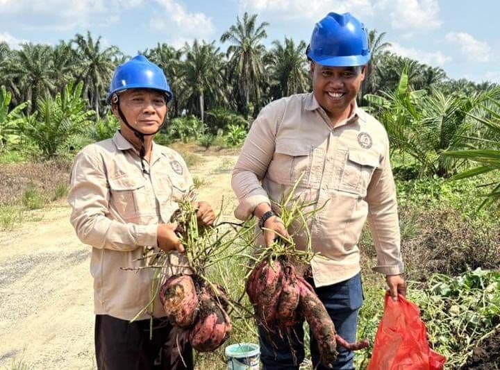 Menunggu Sawit di Lahan PSR Berbuah, Memanen Harapan dari Tumpang Sari