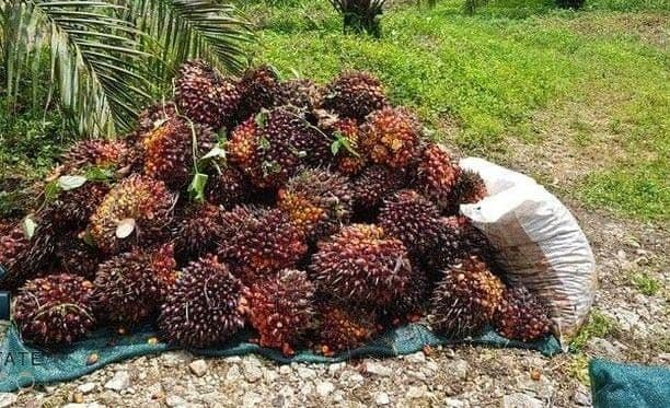 Ranking Harga TBS Kelapa Sawit Nasional Periode 06–12 Juli 2026: Sumatera Barat Tertinggi, Banten Tetap Terendah